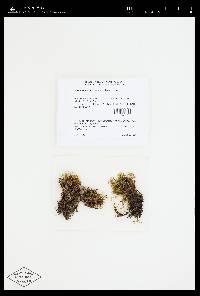 Rhizomnium magnifolium image