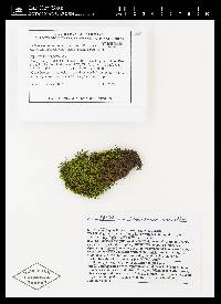 Imbribryum miniatum image