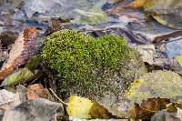 Image of Hygroamblystegium fluviatile