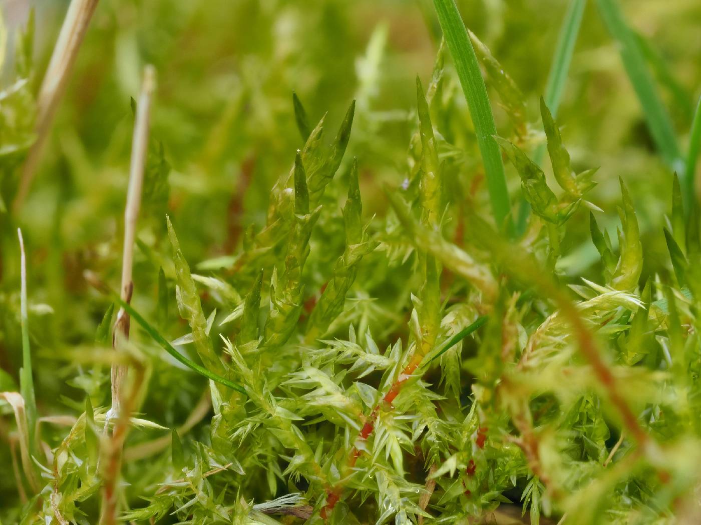 Calliergonella cuspidata image