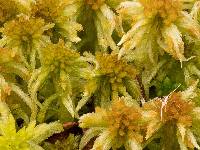 Image of Sphagnum brevifolium