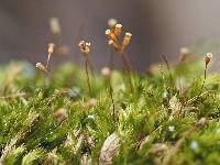 Image of Sematophyllum adnatum