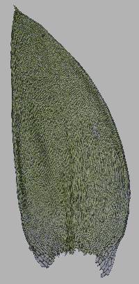 Plagiothecium laetum image