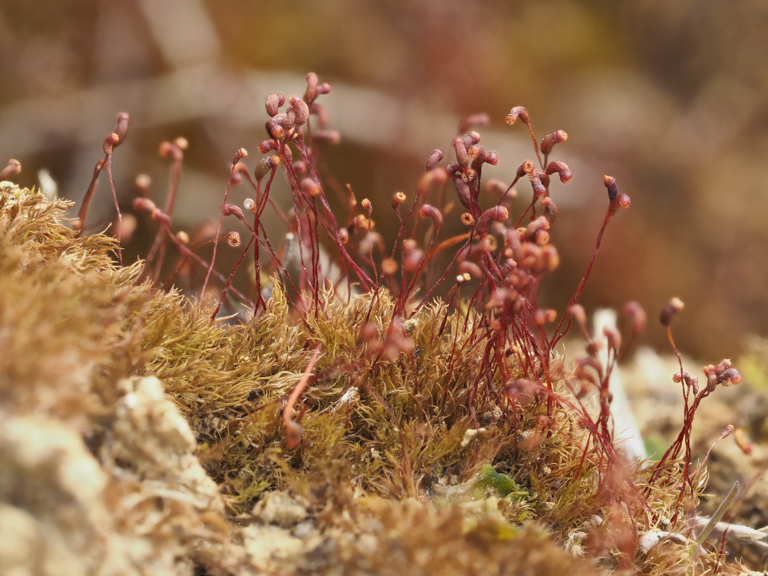 Dicranella varia image