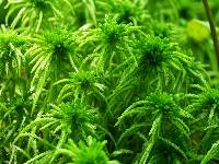 Sphagnum fallax image