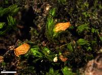 Orthotrichum pumilum image