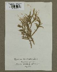 Loeskeobryum brevirostre image