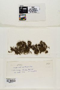 Grimmia pulvinata image