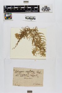 Sphagnum cuspidatum image