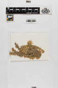 Sphagnum strictum image