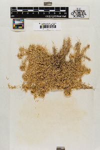 Sphagnum macrophyllum image