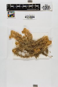 Sphagnum subsecundum image