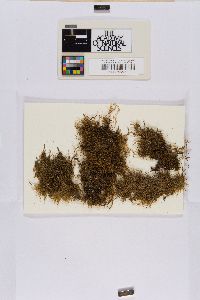 Lophoziopsis longidens image