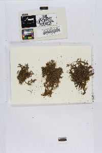 Porella canariensis image