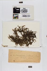 Porella canariensis image