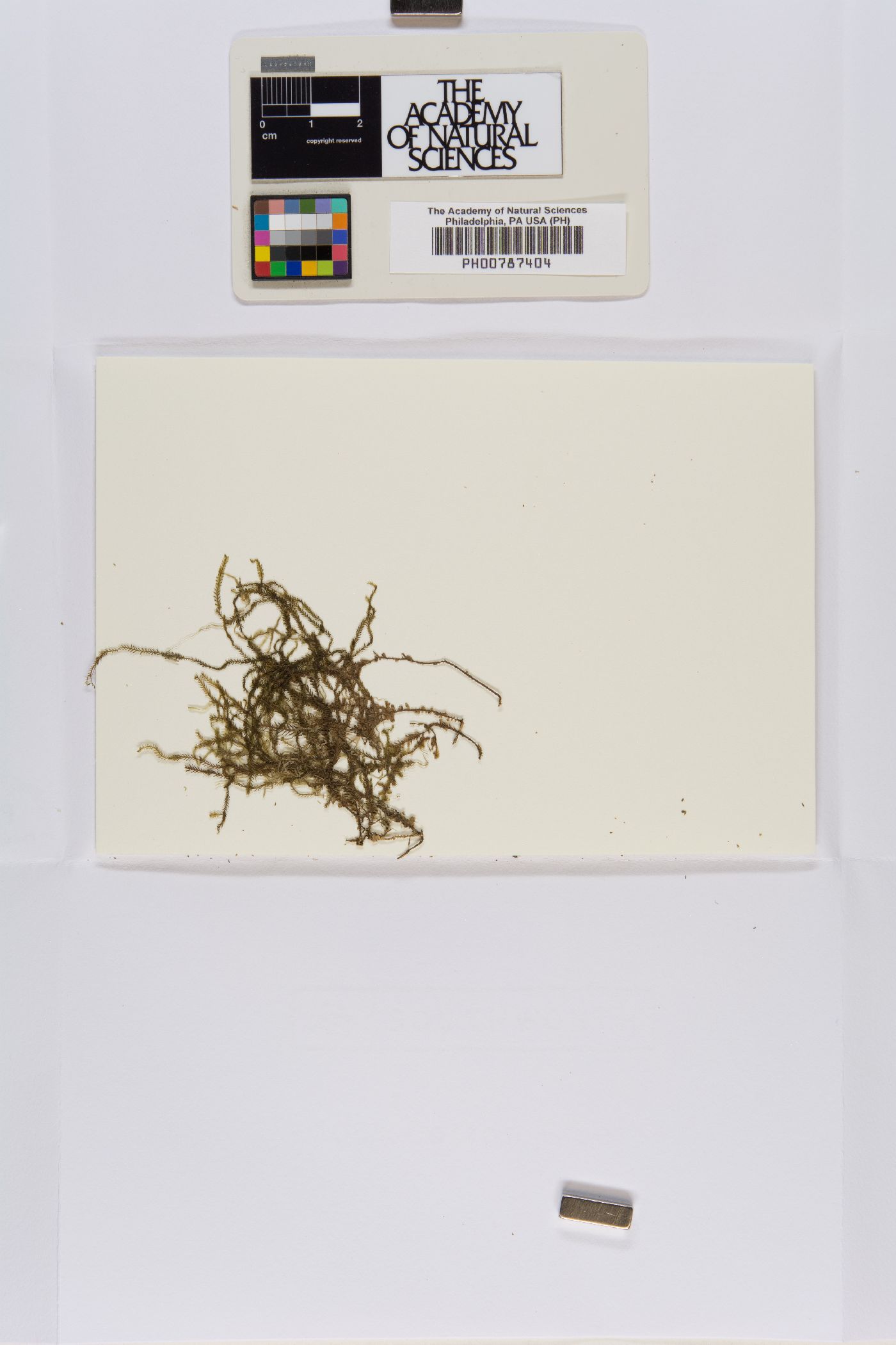Plagiochila micropteryx image