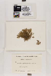 Porella platyphylla image