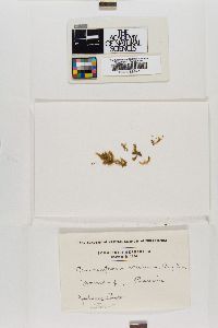 Brachytheciastrum velutinum image