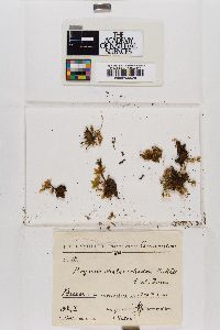 Rosulabryum campylothecium image