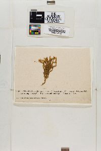 Homalothecium lutescens image