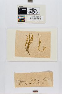 Homalothecium lutescens image