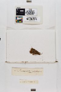 Cynodontium polycarpum image