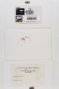 Grimmia plagiopoda image