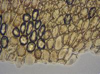 Plagiochila gracilis image
