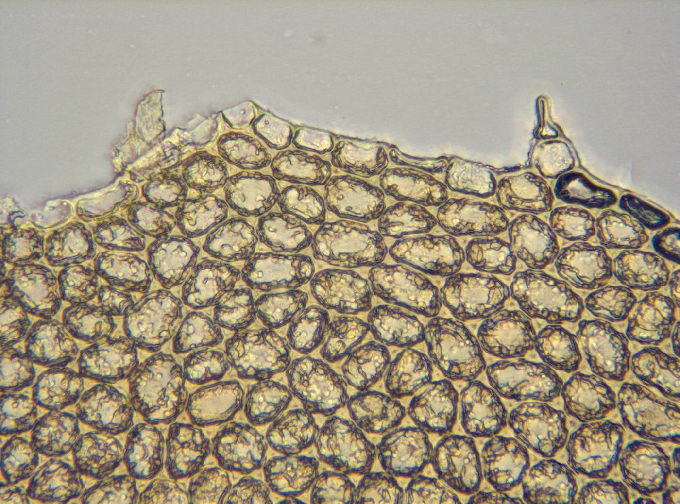 Plagiochila gracilis image