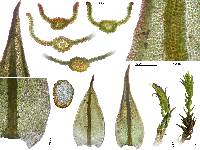 Didymodon norrisii image