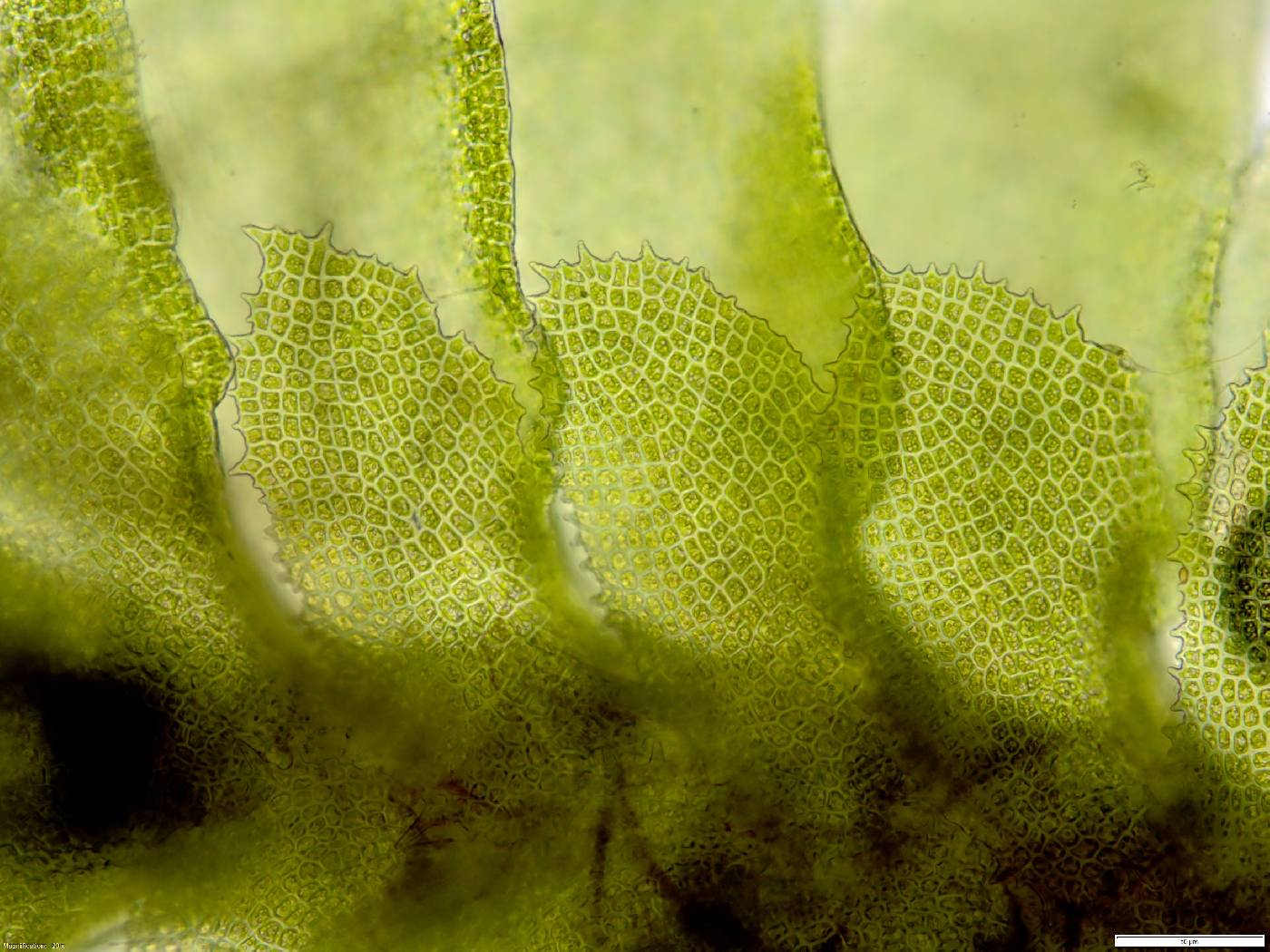 Diplophyllum image