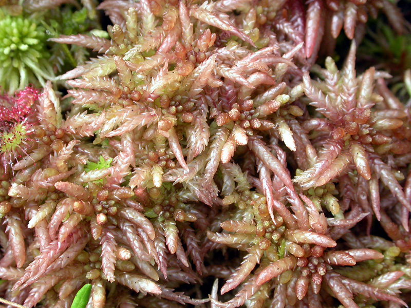 Sphagnum magellanicum image