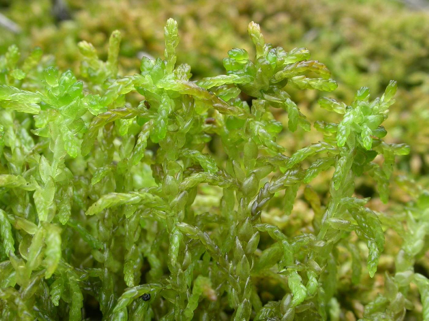 Sphagnum pylaesii image