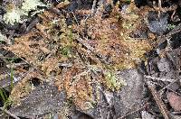 Sphagnum cyclophyllum image