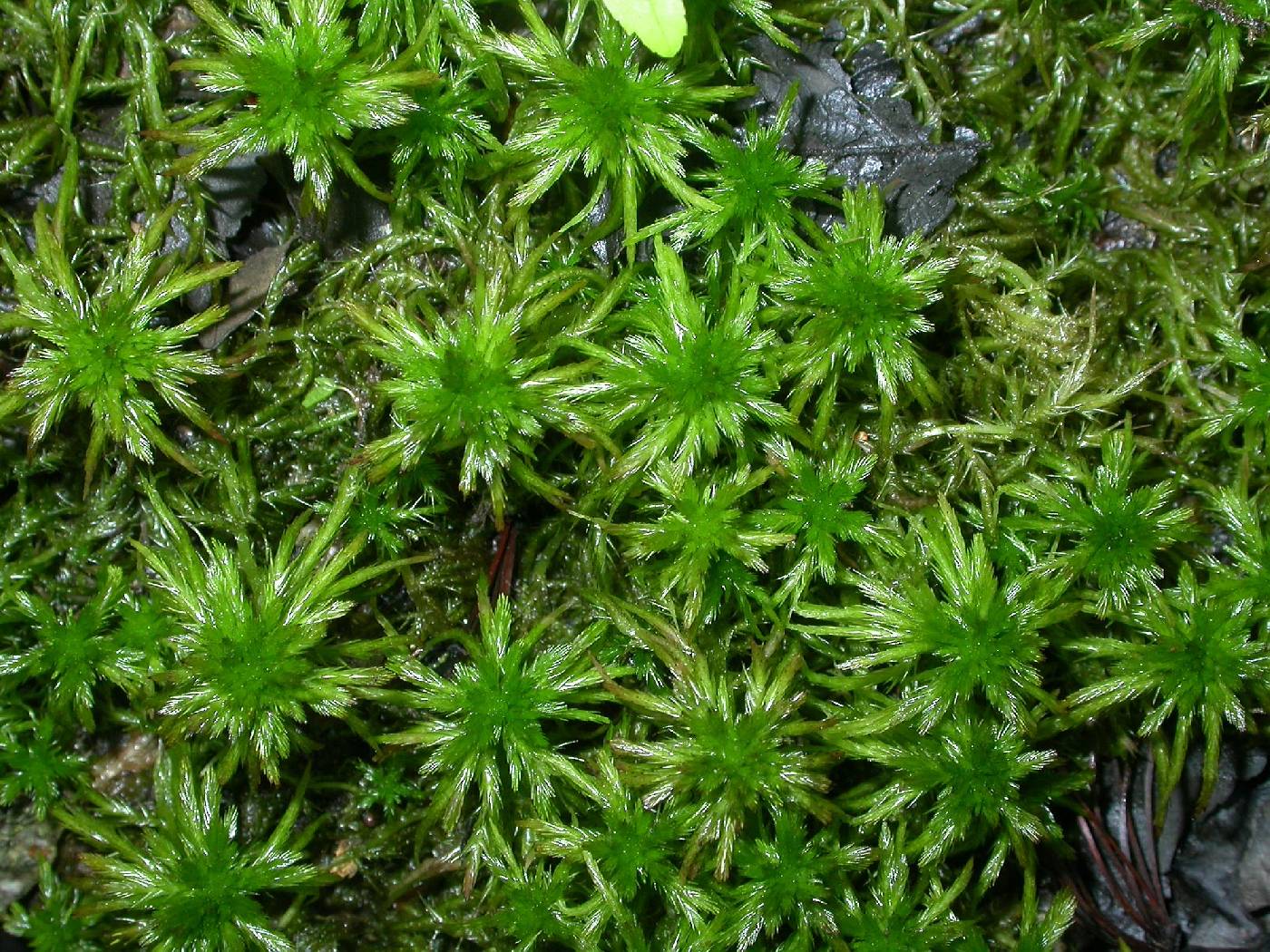 Sphagnum torreyanum image