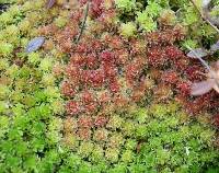 Image of Sphagnum tenerum