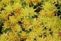 Image of Sphagnum tenellum