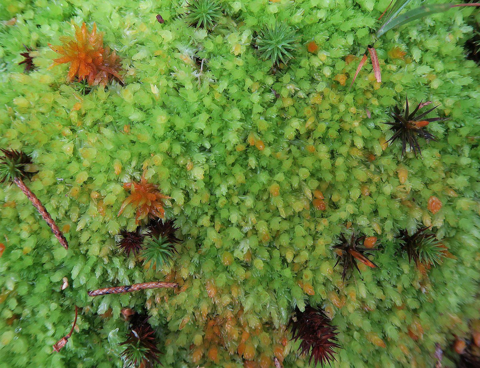 Sphagnum compactum image