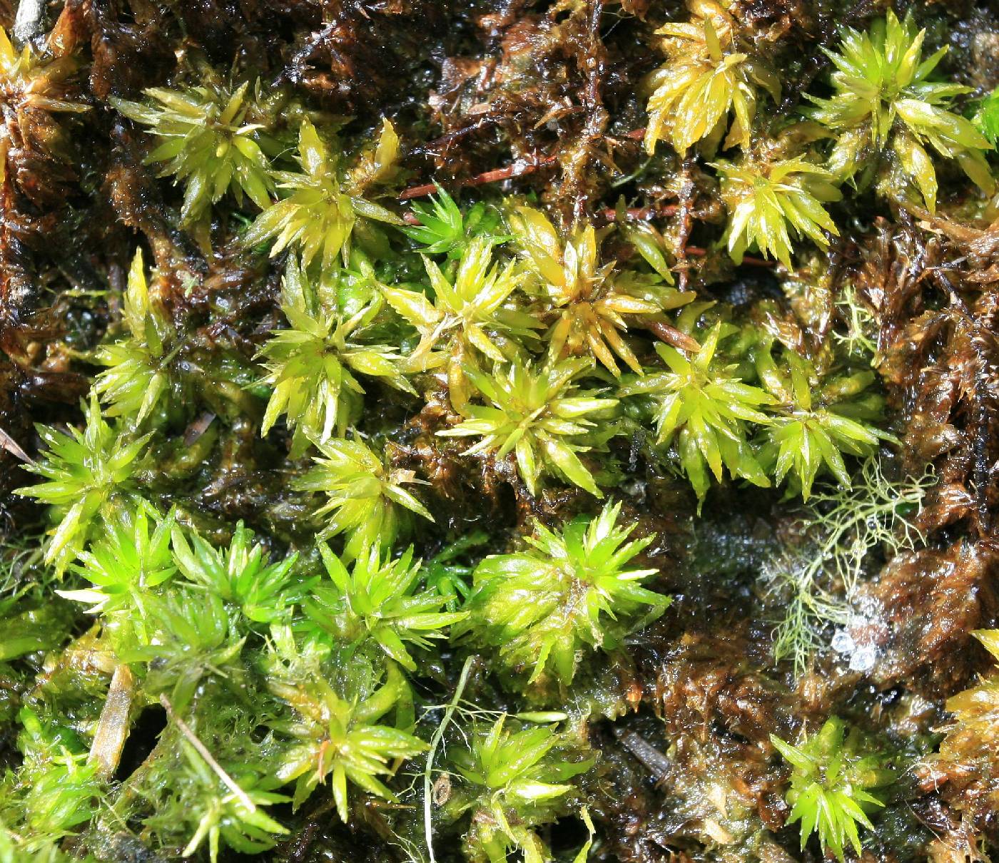 Sphagnum macrophyllum image