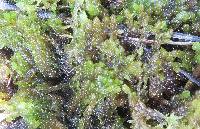 Sphagnum cyclophyllum image