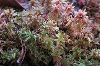 Sphagnum magellanicum image