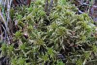 Image of Sphagnum flexuosum