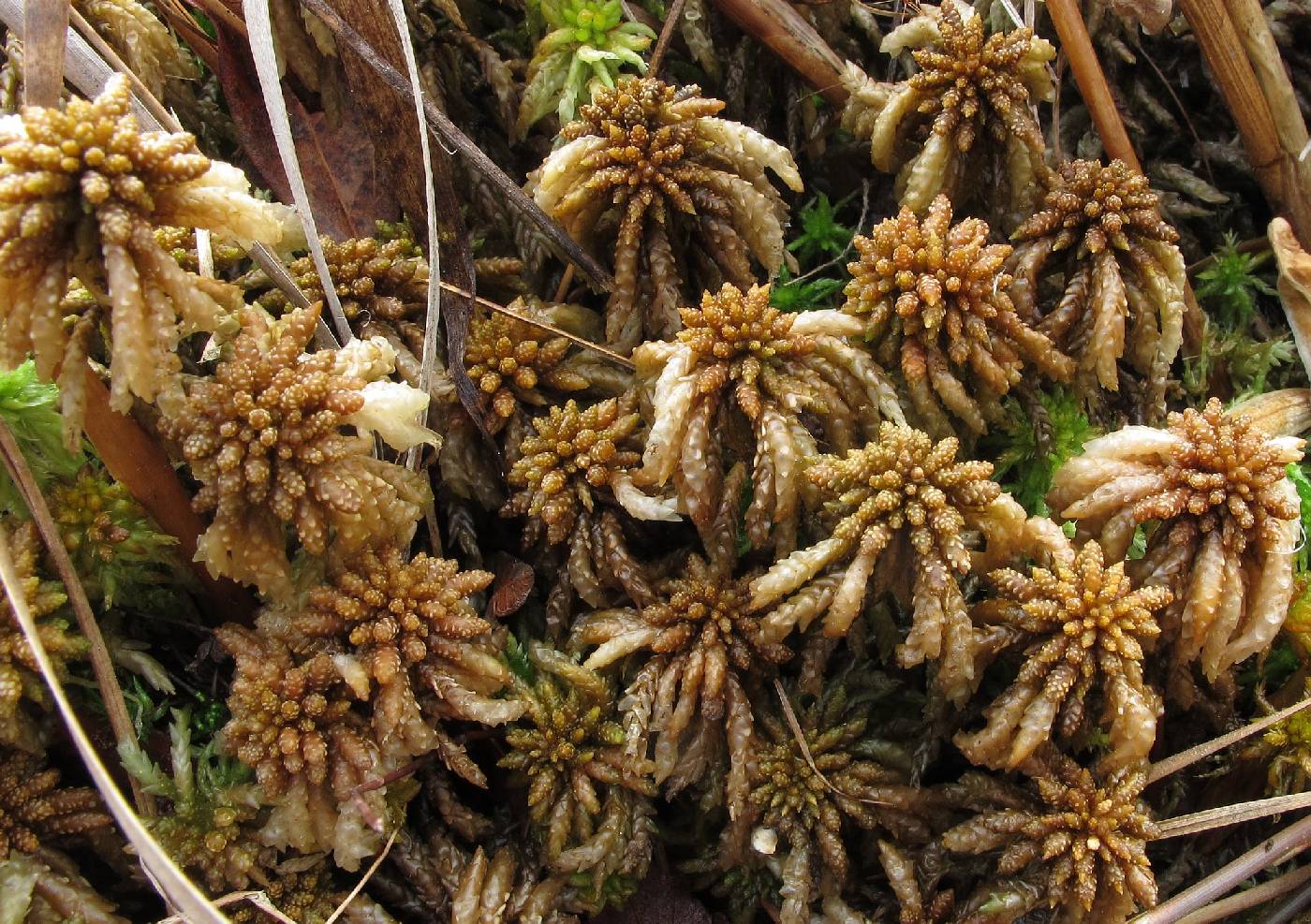 Sphagnum portoricense