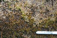 Sphagnum platyphyllum image