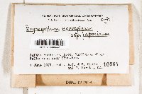 Bryoxiphium japonicum image