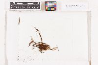 Leptodontium excelsum image