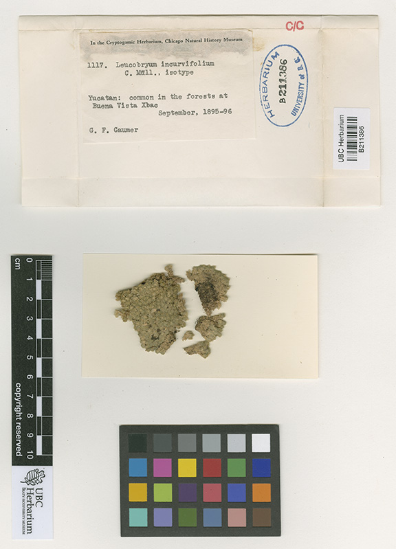 Leucobryum incurvifolium image