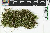 Sciuro-hypnum uncinifolium image
