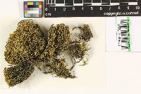 Niphotrichum ericoides image
