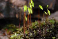 Rosulabryum capillare image